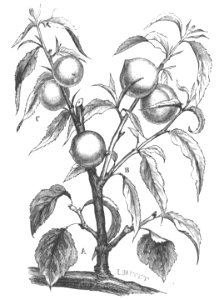 Baltet - L'art de greffer - fig132
