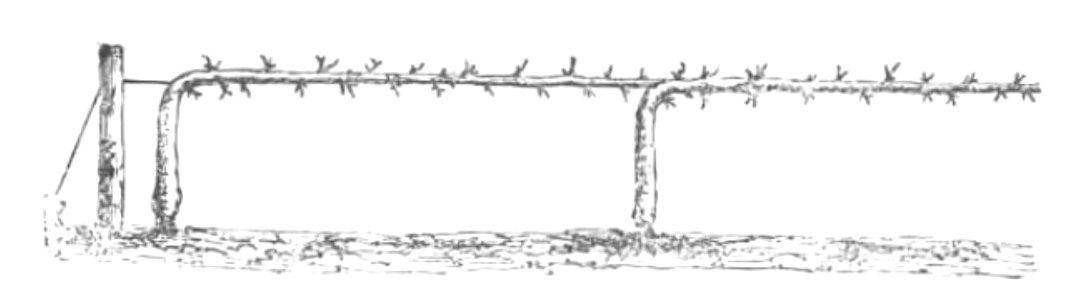 Baltet - L'art de greffer - fig140