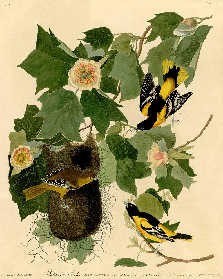 Baltimore Oriole (Audubon)