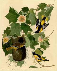 Baltimore Oriole (Audubon)
