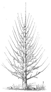 Baltet - L'art de greffer - fig157