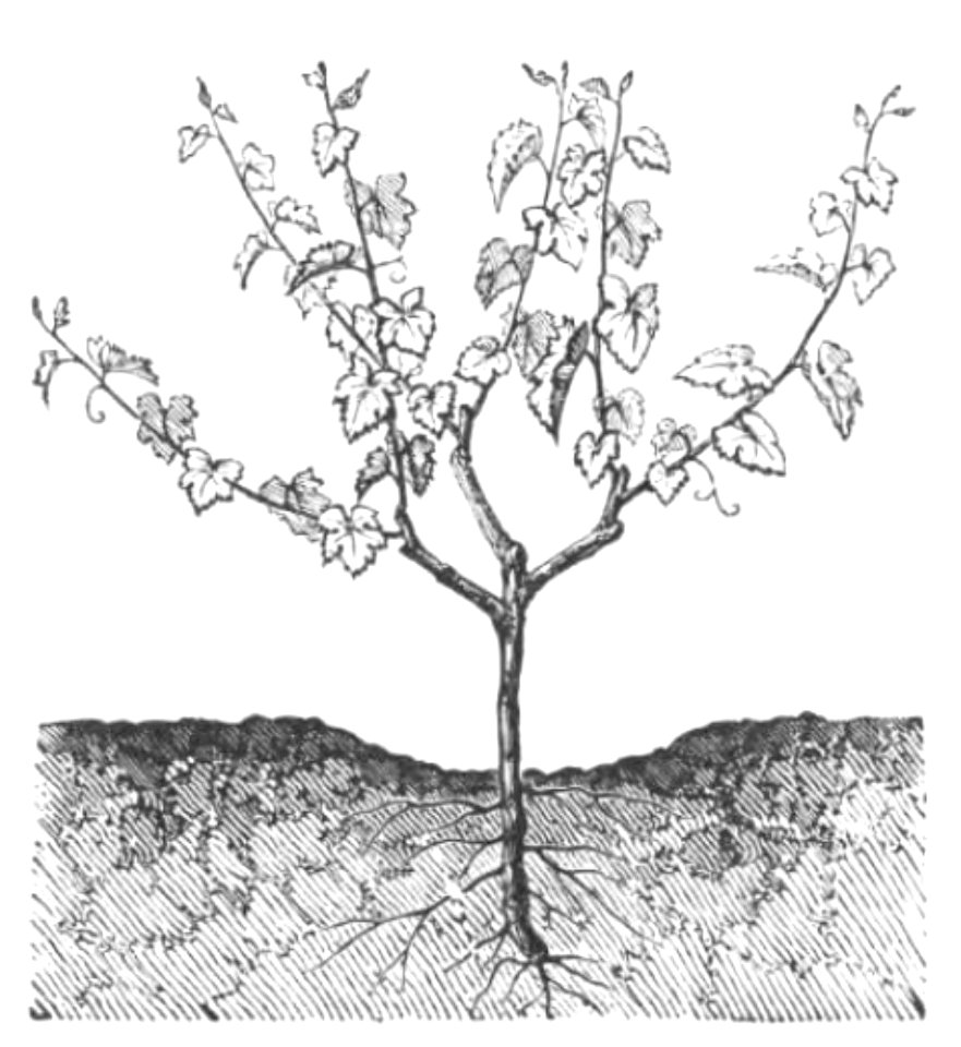 Baltet - L'art de greffer - fig165