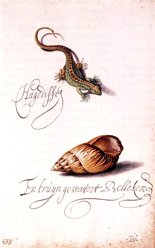 Balthasar van der Ast - Lizard and Shell - WGA01049
