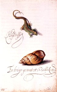 Balthasar van der Ast - Lizard and Shell - WGA01049