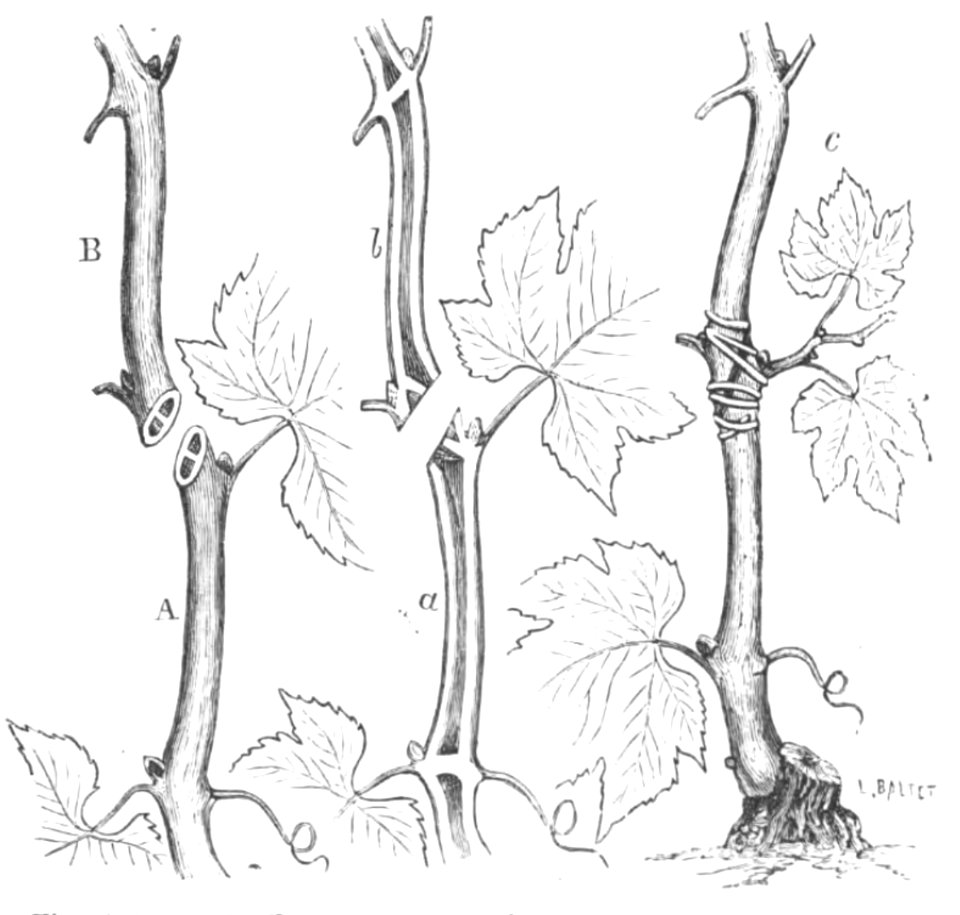 Baltet - L'art de greffer - fig181