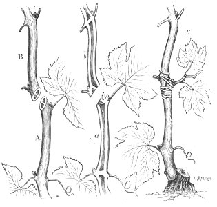 Baltet - L'art de greffer - fig181