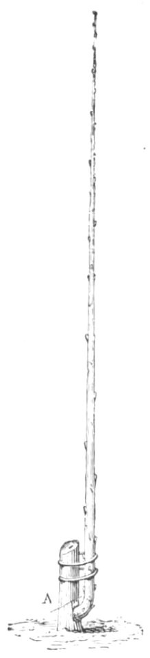 Baltet - L'art de greffer - fig27