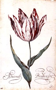 Balthasar van der Ast - Tulip - WGA01050