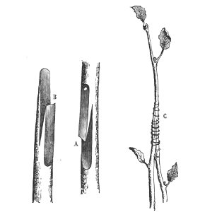 Baltet - L'art de greffer - fig42