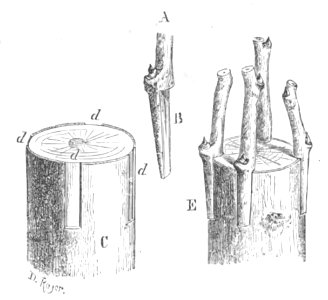 Baltet - L'art de greffer - fig57