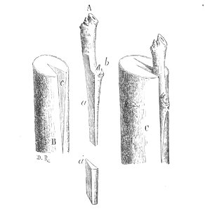 Baltet - L'art de greffer - fig72
