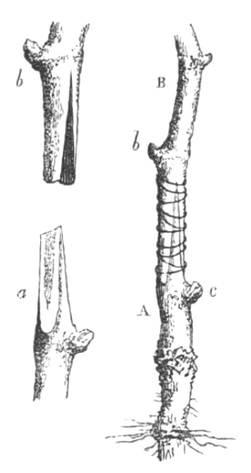 Baltet - L'art de greffer - fig87