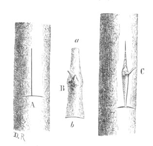 Baltet - L'art de greffer - fig94