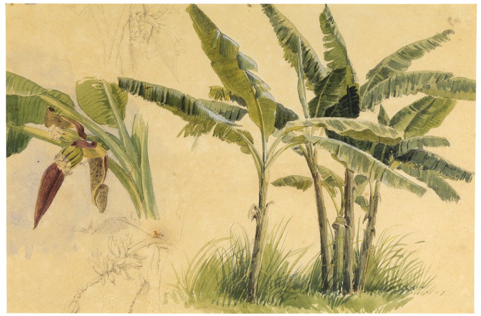 Bananas (1), da Coleção Brasiliana Iconográfica