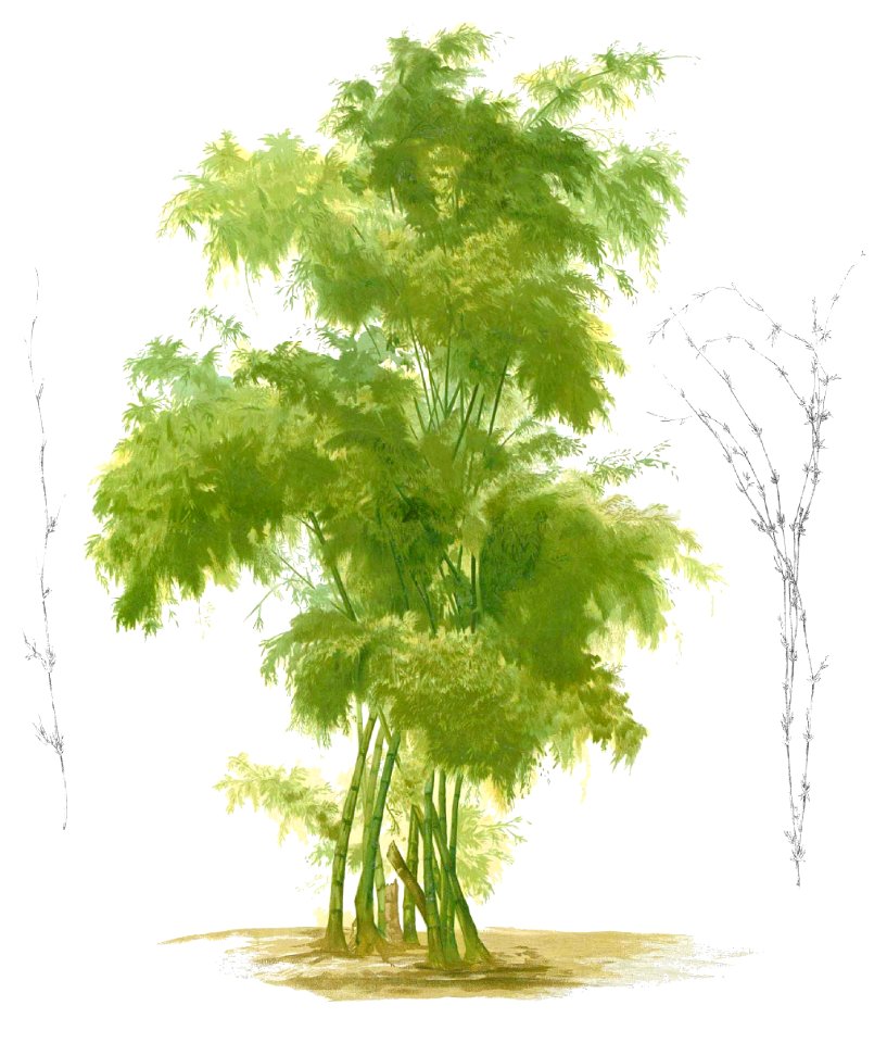 Bambusa bambos Blanco1.100b-cropped