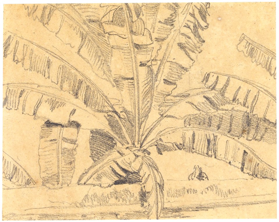 Bananas (2), da Coleção Brasiliana Iconográfica
