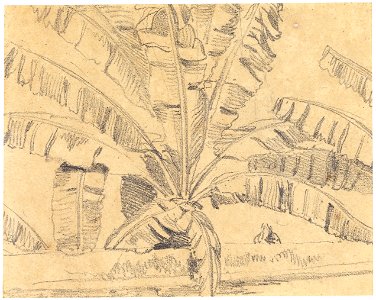 Bananas (2), da Coleção Brasiliana Iconográfica