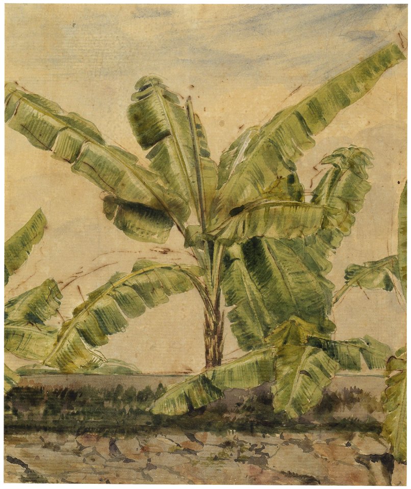 Bananas (3), da Coleção Brasiliana Iconográfica