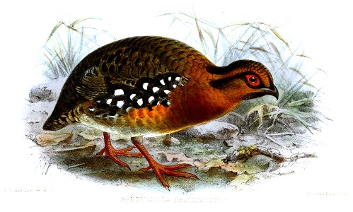 BambusicolaErythrophrysKeulemans