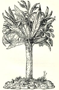 Banana tree seen by Thevet in Damascus - Thevet André - 1556