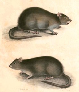 Bandicota bengalensis Hardwicke