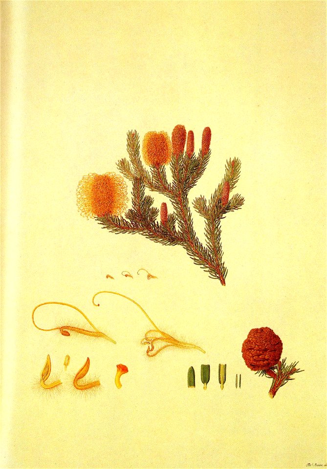 Banksia pulchella (Bauer)