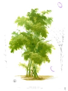 Bambusa bambos Blanco1.100b
