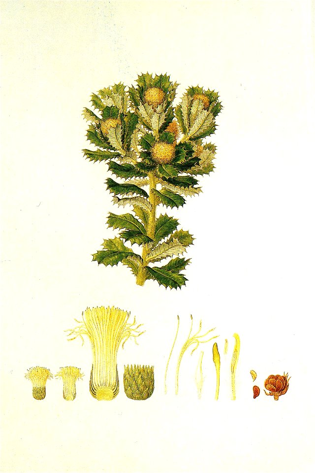 Banksia sessilis (Bauer)