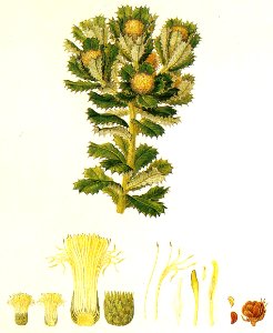 Banksia sessilis (Bauer) cropped