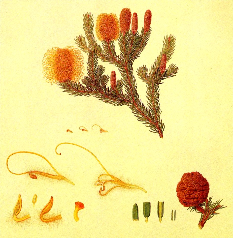 Banksia pulchella (Bauer) cropped