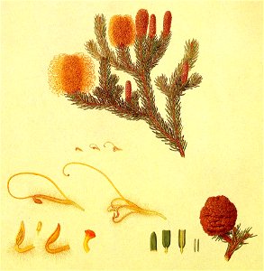 Banksia pulchella (Bauer) cropped