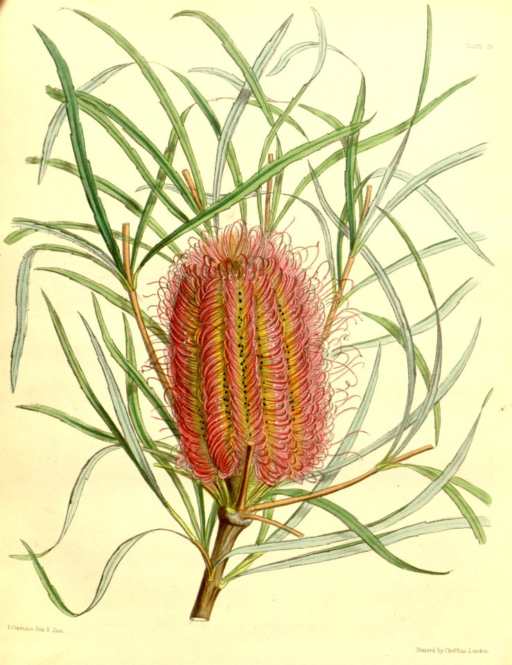 Banksia occidentalis Paxton 035