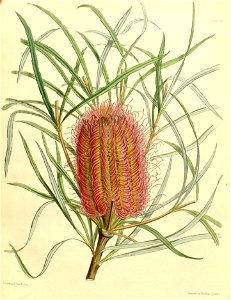 Banksia occidentalis Paxton 035. Free illustration for personal and commercial use.