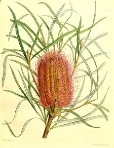 Banksia occidentalis Paxton 035