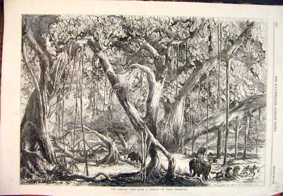 Banyantree 1