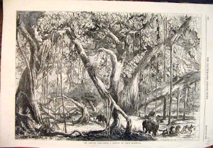 Banyantree 1