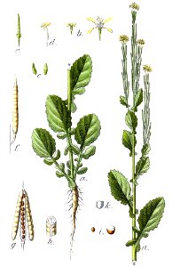 Barbarea stricta Sturm8