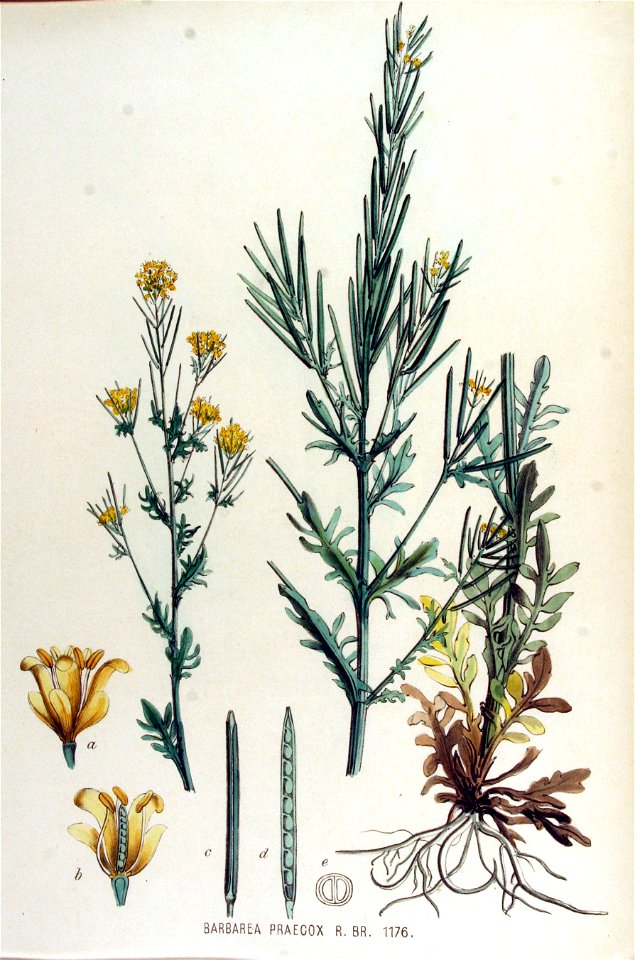 Barbarea praecox — Flora Batava — Volume v15
