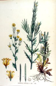 Barbarea praecox — Flora Batava — Volume v15