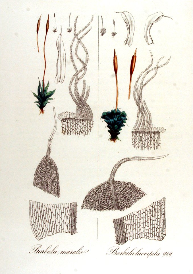 Barbula laeviphila — Flora Batava — Volume v12