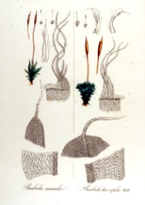 Barbula laeviphila — Flora Batava — Volume v12