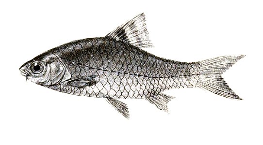Barbus chola Mintern 142