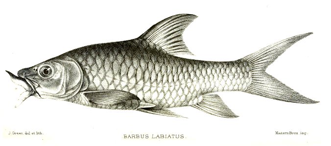 Barbus labiatus 1902