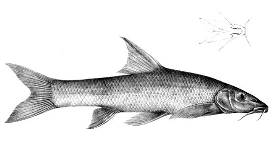 Barbus nasus 1901