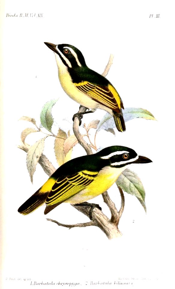 BarbatulaSmit