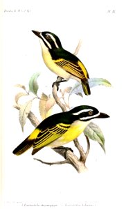 BarbatulaSmit