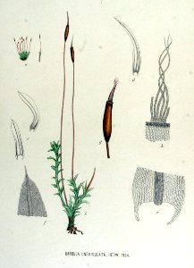 Barbula unguiculata — Flora Batava — Volume v15