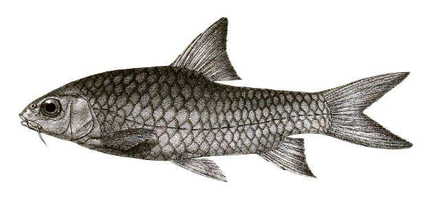 Barbus carnaticus Mintern 137