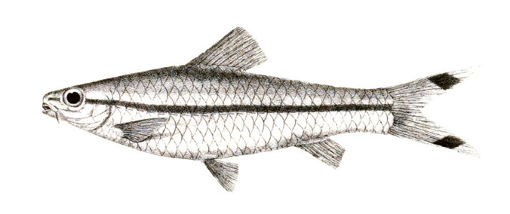 Barbus denisonii Day 143