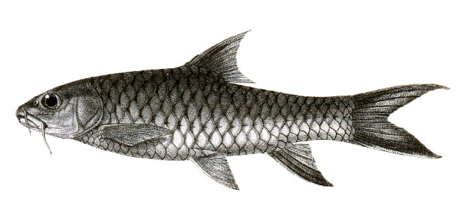Barbus malabaricus Mintern 138